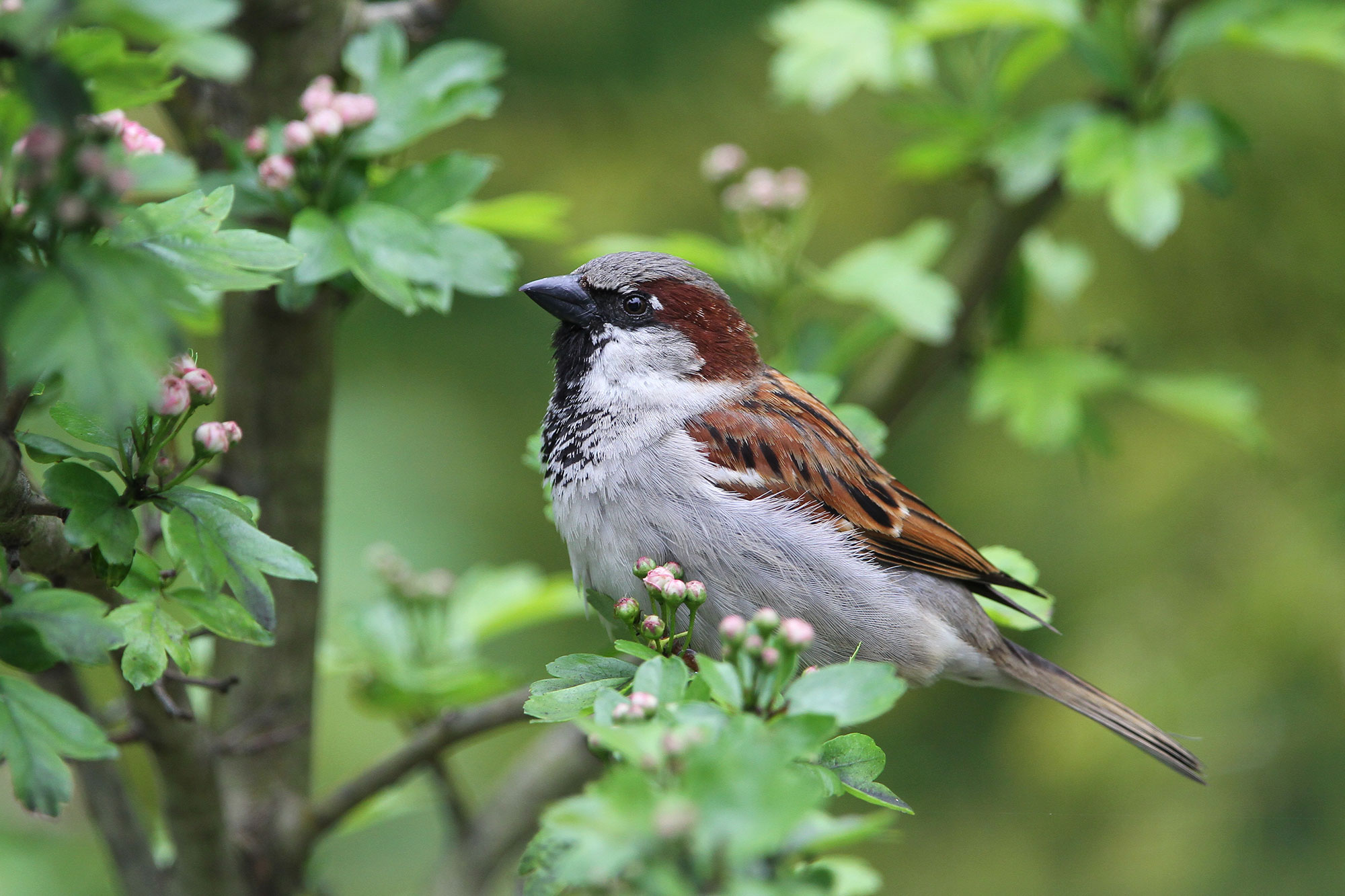 Haussperling oder Spatz - LBV